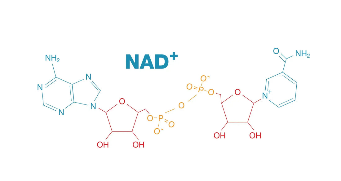 Vad är NAD⁺? - Biorewind