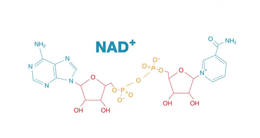 Vad är NAD⁺? - Biorewind