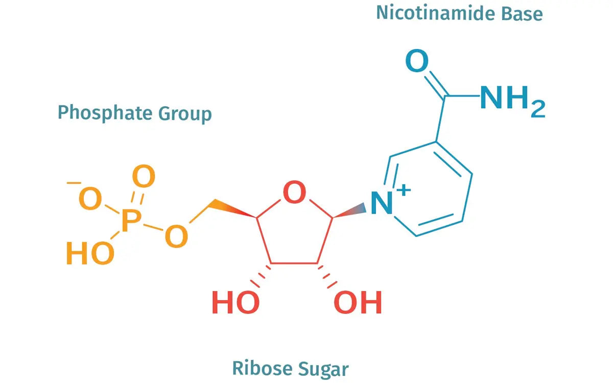 Vad är NMN? - Biorewind