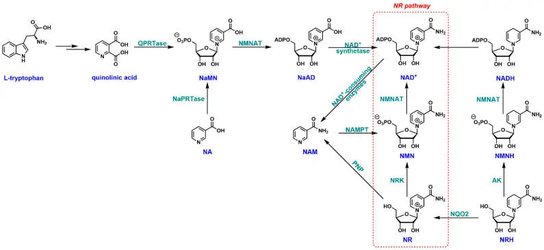 Den framväxande rollen av Nicotinamide Riboside (NR) i hälsa och sjukdomar - Biorewind