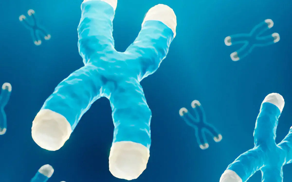 Vad händer kroppen när vi åldras? - Biorewind